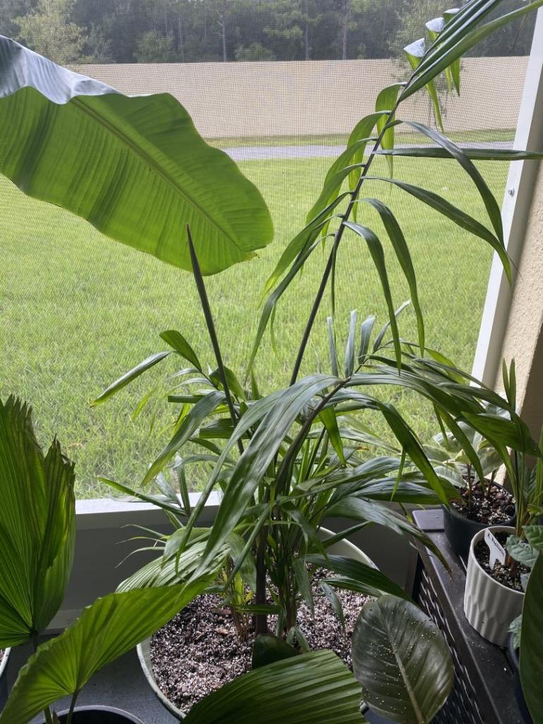 Fastest growing Palms for 9B DISCUSSING PALM TREES WORLDWIDE PalmTalk