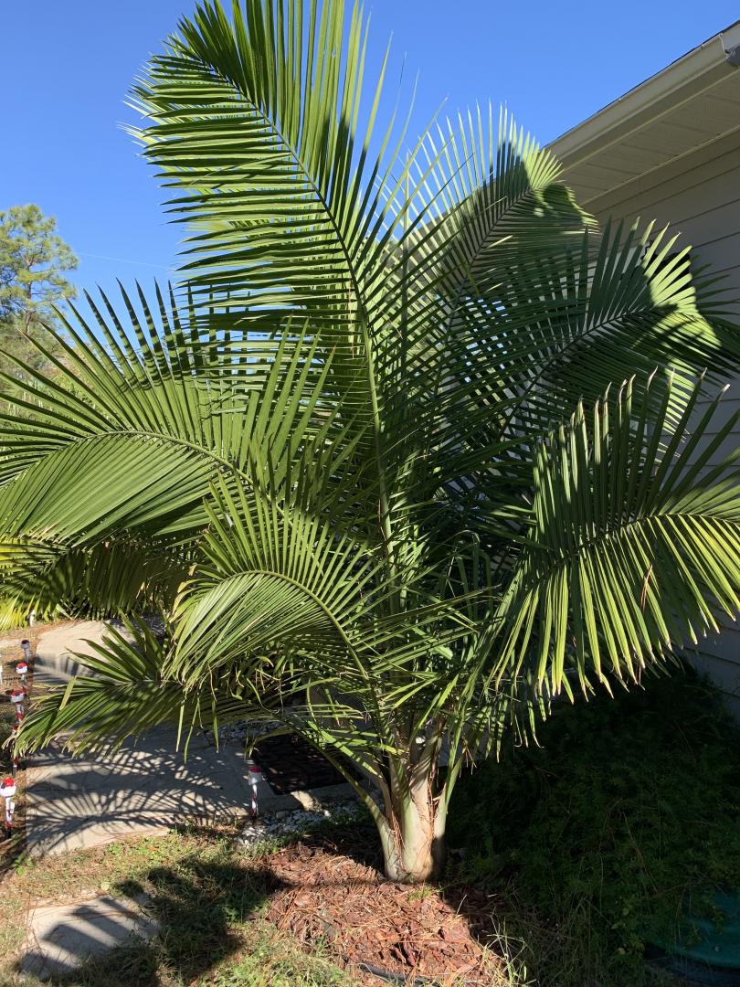 New to Palms Experimenting in zone 8b/9b COLD HARDY PALMS PalmTalk
