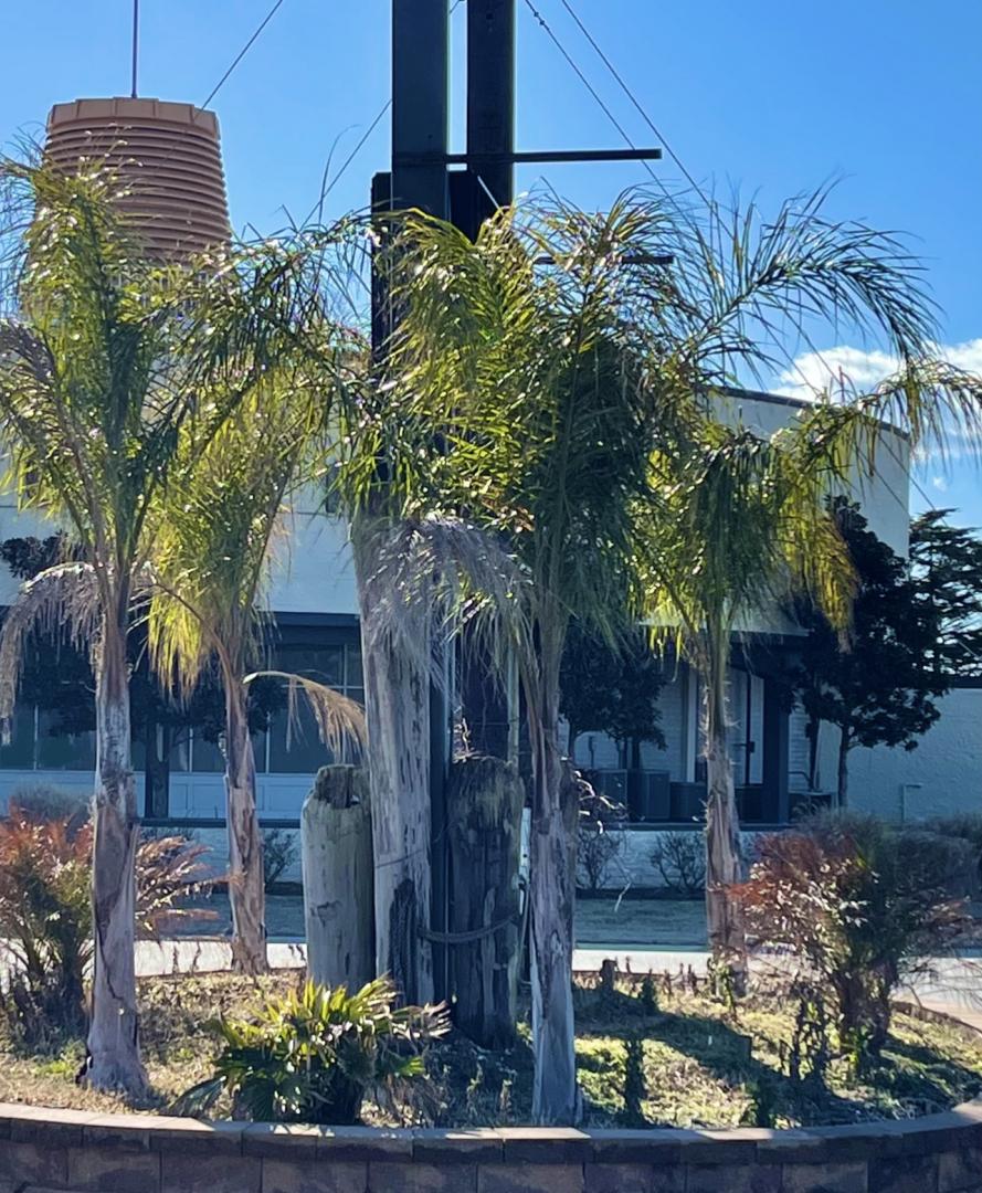 Palms on the Eastern Shore of Virginia? DISCUSSING PALM TREES