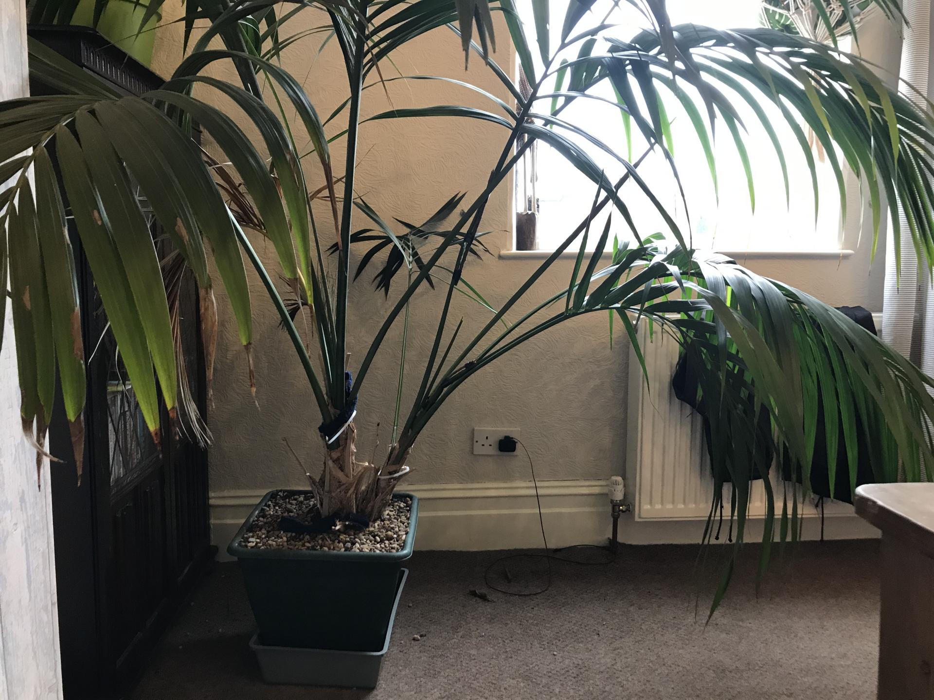 Please help to split or not to split?? PALMS IN POTS PalmTalk