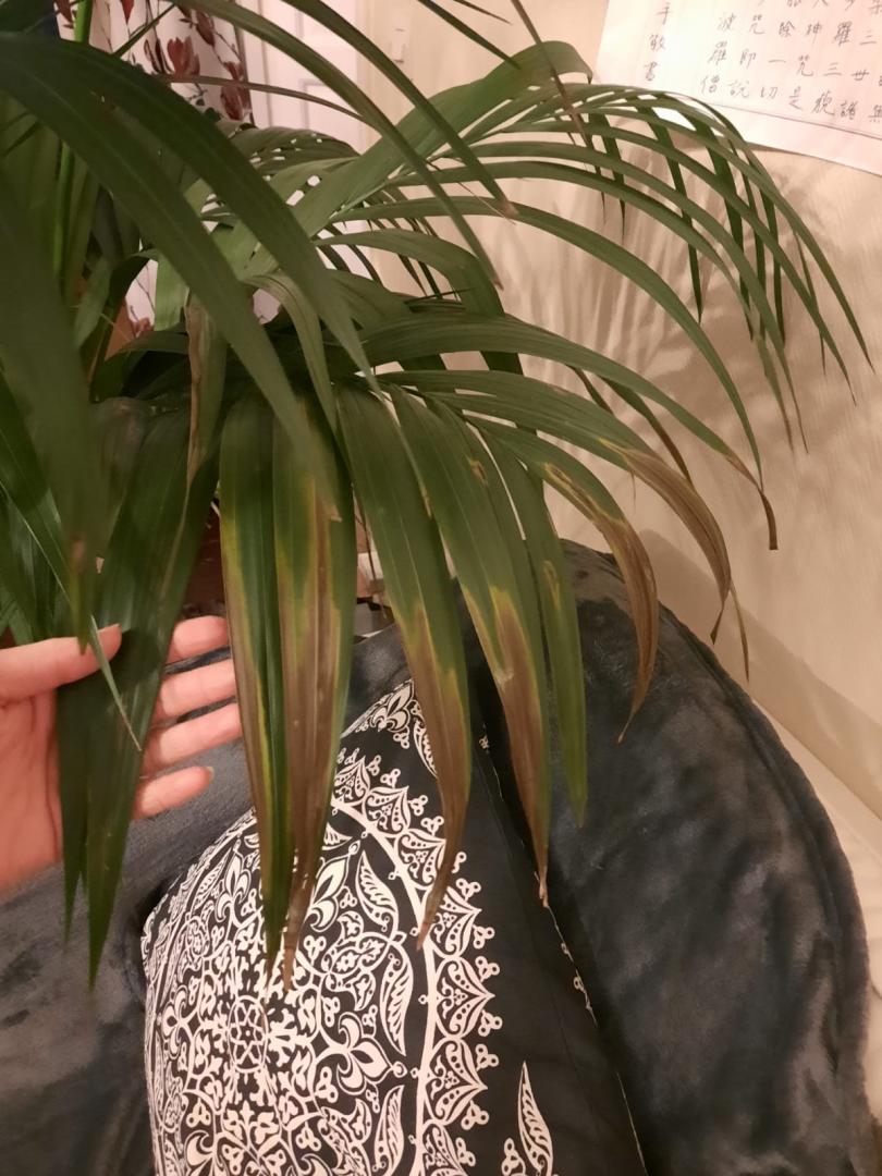 Help Kentia Howea not doing well (Overwatered? Underwatered