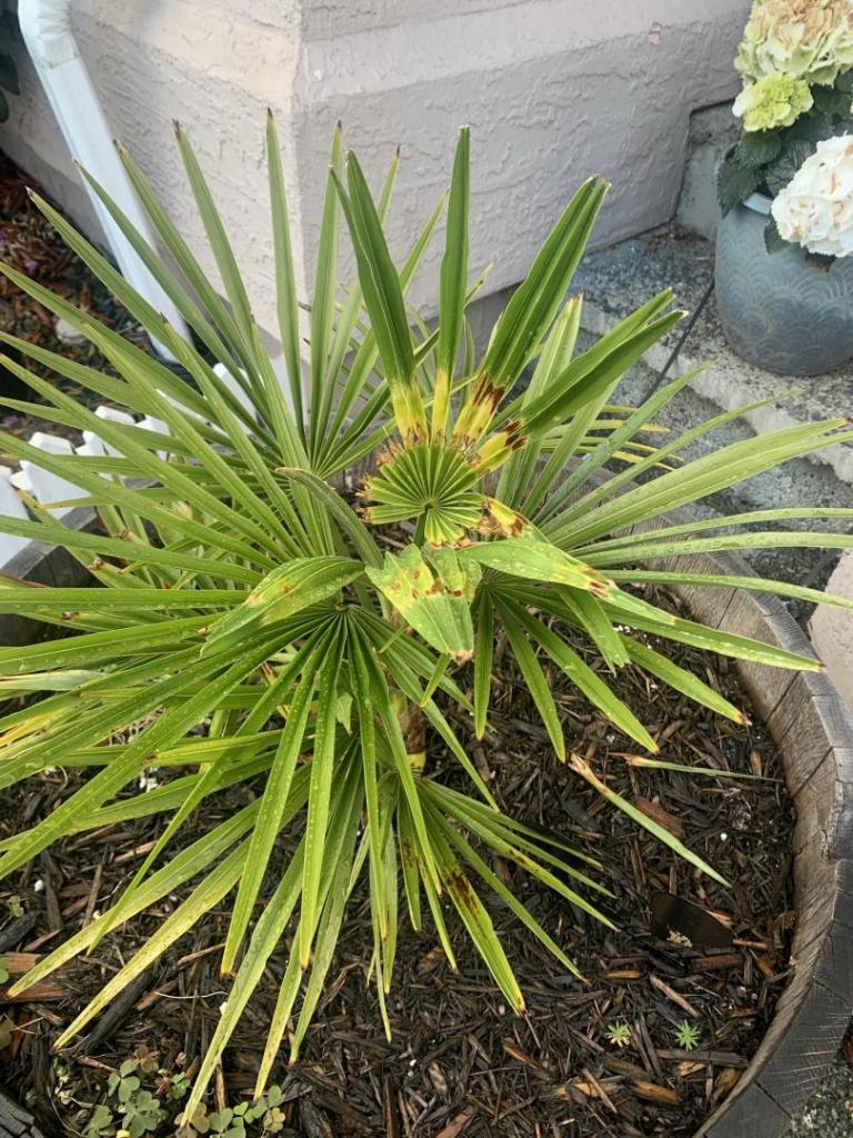 Help!! What’s wrong with my palm trees? COLD HARDY PALMS PalmTalk