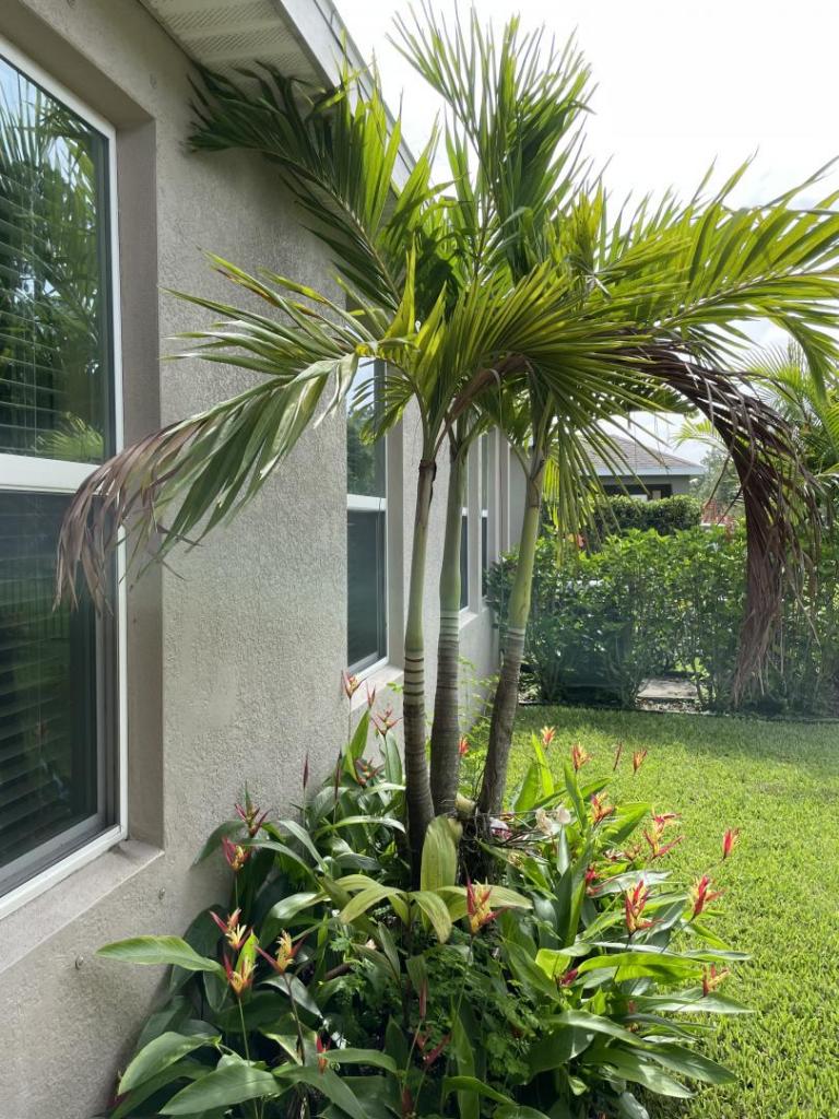 Lethal bronzing in Florida DISCUSSING PALM TREES WORLDWIDE PalmTalk