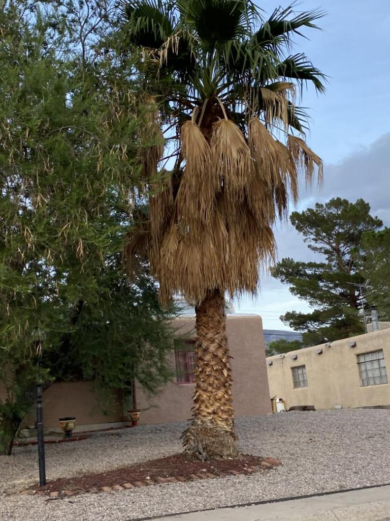 More Alamogordo New Mexico 8a palm tree pics COLD HARDY PALMS PalmTalk