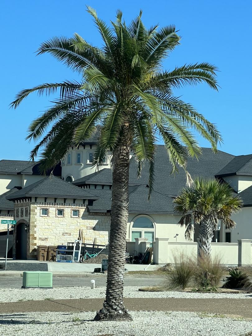 Notable Survivors of Corpus Christi Page 2 DISCUSSING PALM TREES WORLDWIDE PalmTalk