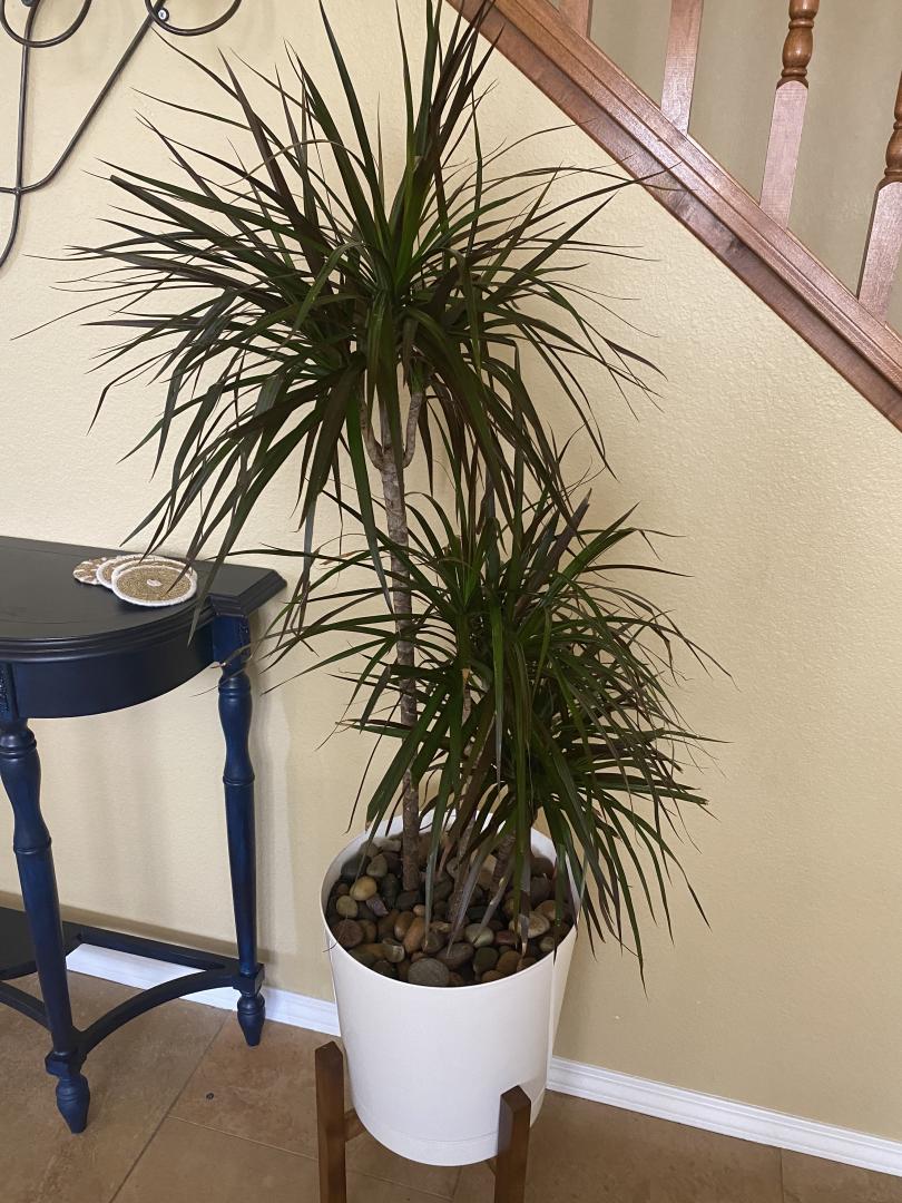 Learning! Potted King Palm help! PALMS IN POTS PalmTalk