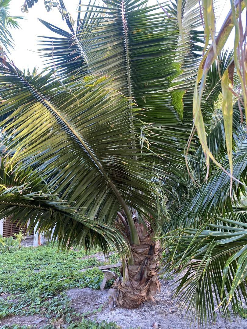 Key Largo Coconuts DISCUSSING PALM TREES WORLDWIDE PalmTalk