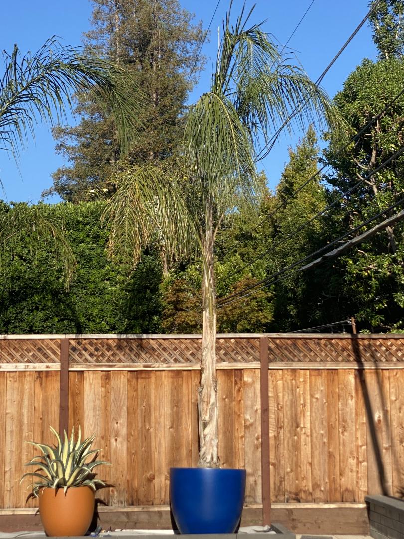 Queen Palm in Pot doing well?? PALMS IN POTS PalmTalk