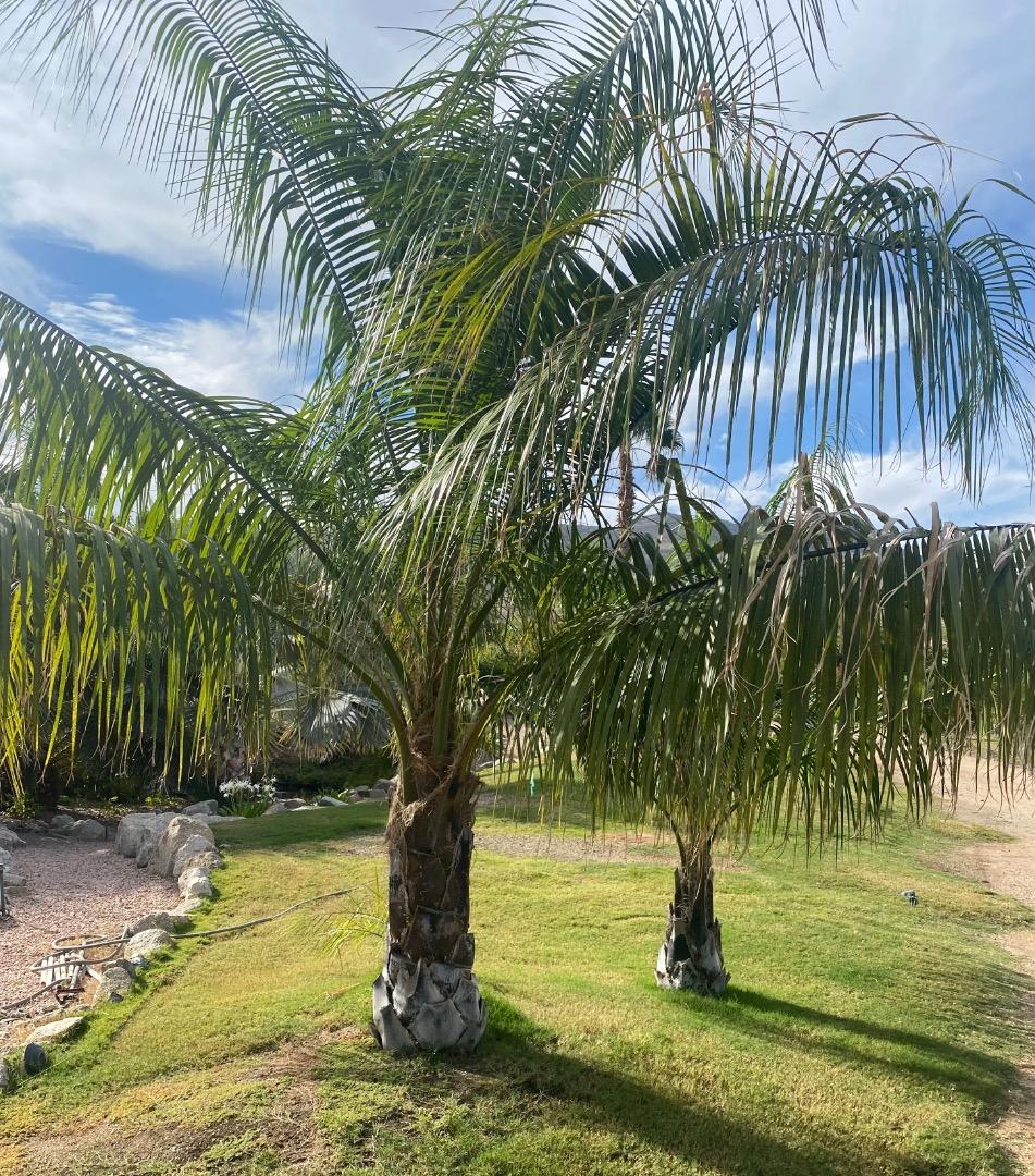for backyard palm trees in Arizona DISCUSSING PALM