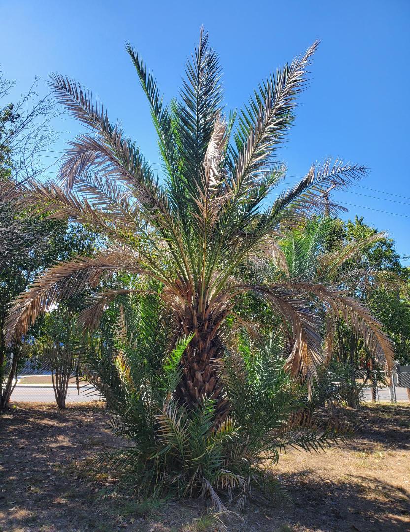 Most cold hardy date palm. COLD HARDY PALMS PalmTalk