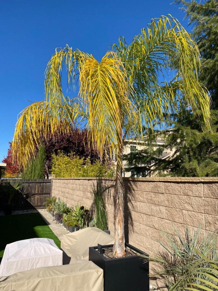 Queen Palm Yellowing DISCUSSING PALM TREES WORLDWIDE PalmTalk