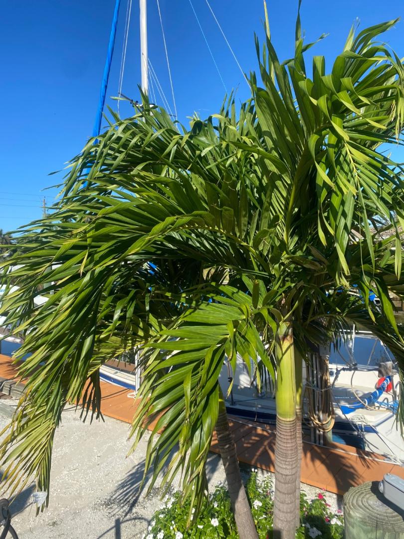 Christmas palm leaves drooping and twisting DISCUSSING PALM TREES