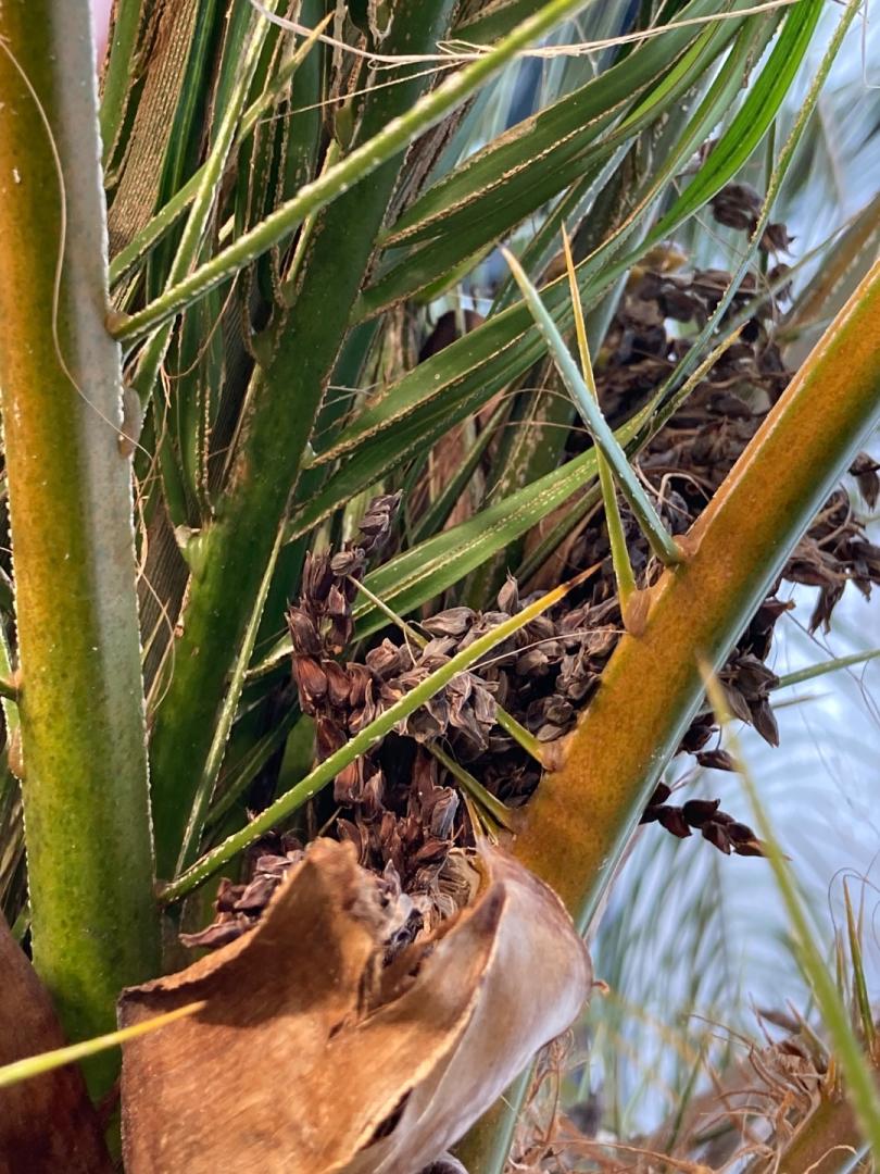 PHOENIX ROEBELENII Can I save this palm? PLEASE HELP PALMS IN POTS