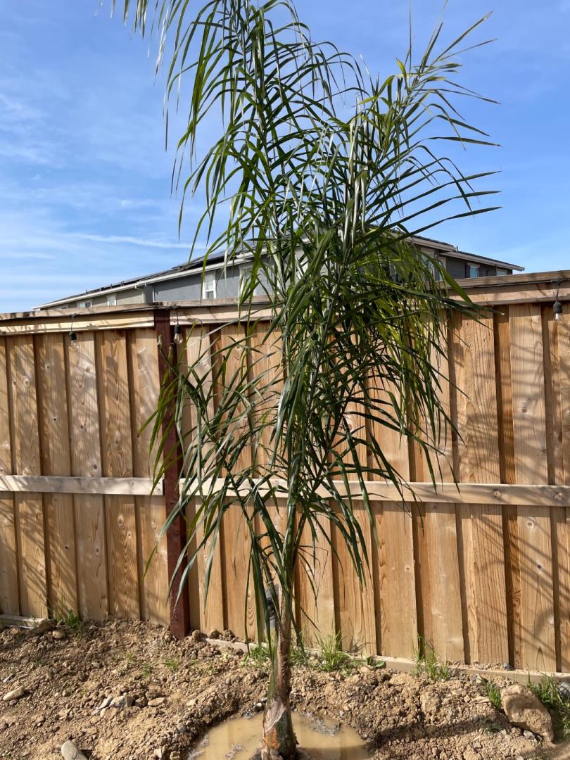 Queen Palms what am I doing wrong?! DISCUSSING PALM TREES WORLDWIDE