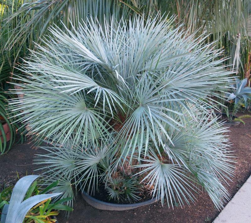 Fastest growing palm trees for zone 7b/8a COLD HARDY PALMS PalmTalk