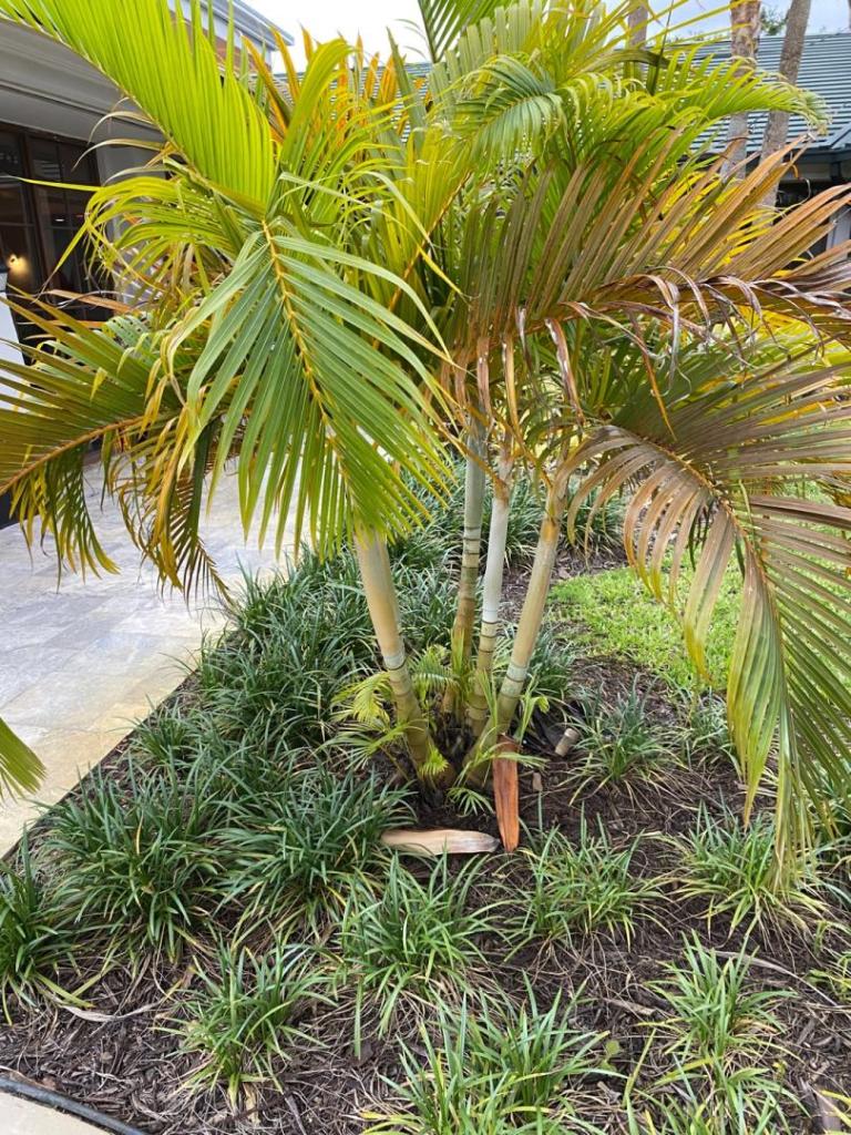 The Palm Robber Dypsis cutting / replant? DISCUSSING PALM TREES WORLDWIDE PalmTalk