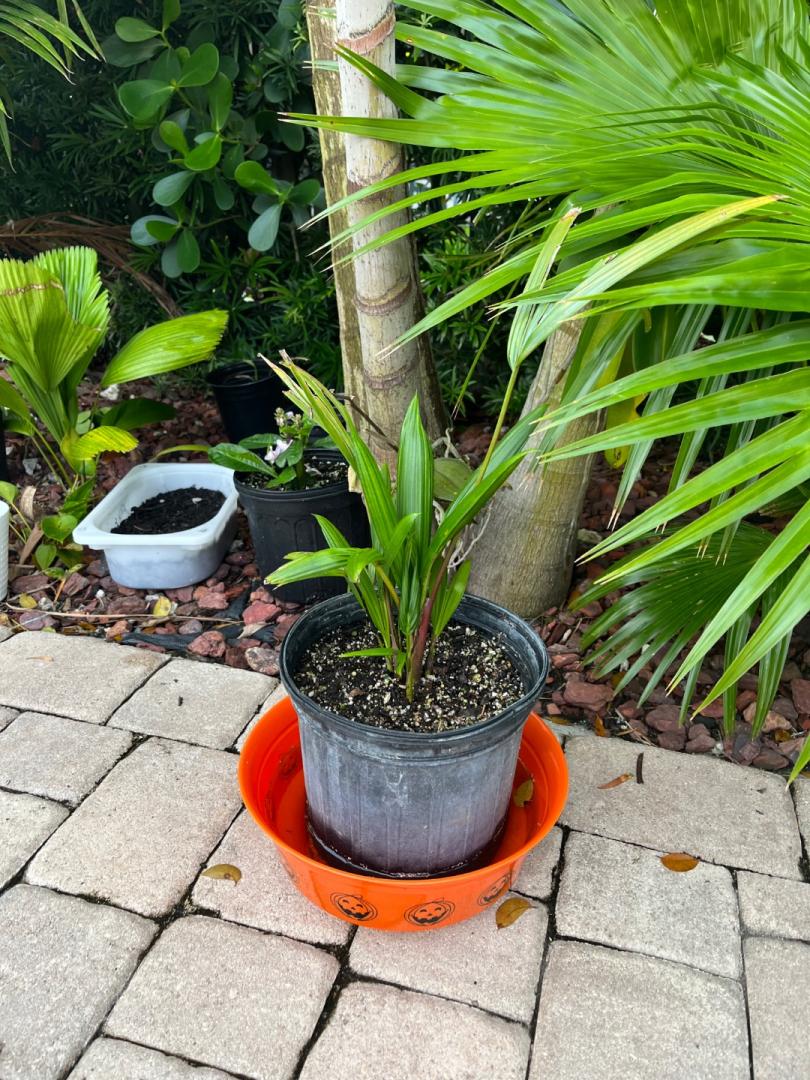 Potted Lipstick Palm Set Up DISCUSSING PALM TREES WORLDWIDE PalmTalk