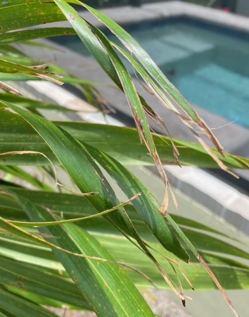 What is the difference in signs between an Overwatered Palm and an