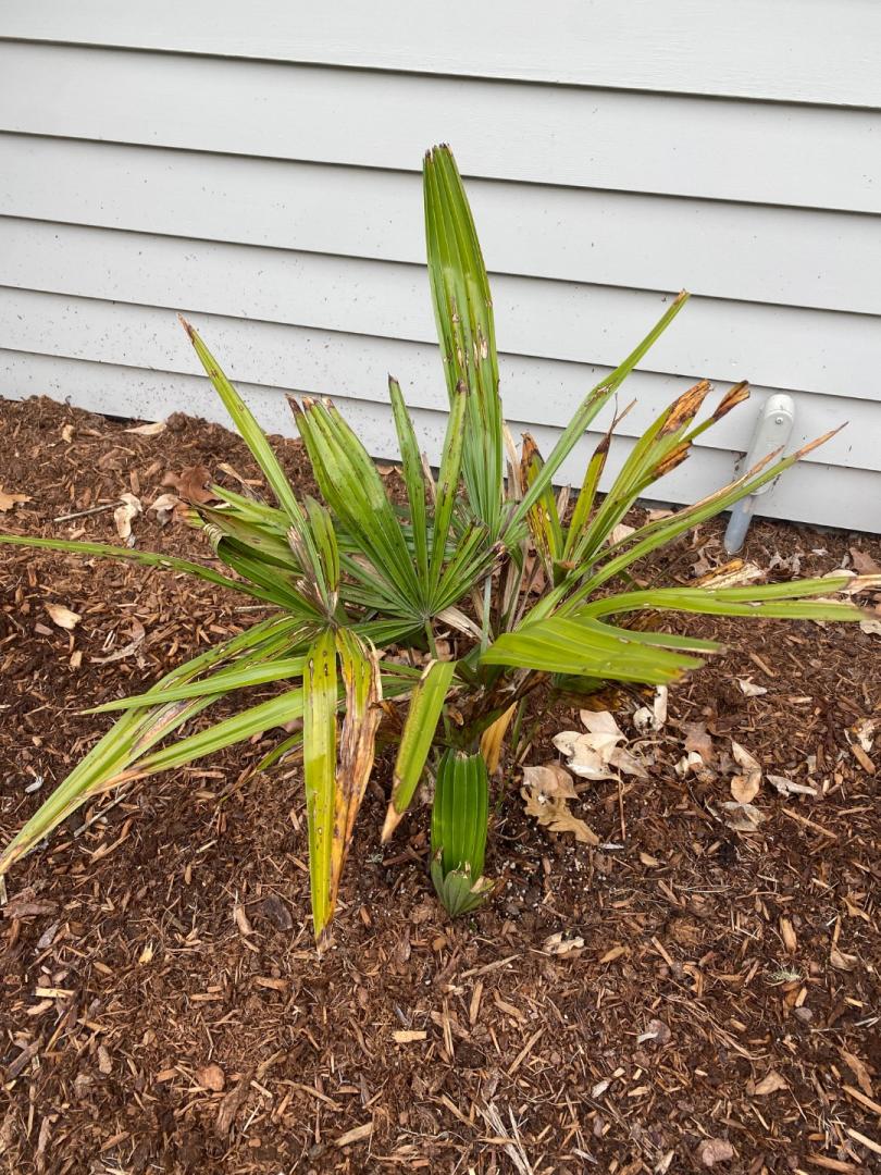 Needle Palm Zone 6b/7a Massachusetts COLD HARDY PALMS PalmTalk