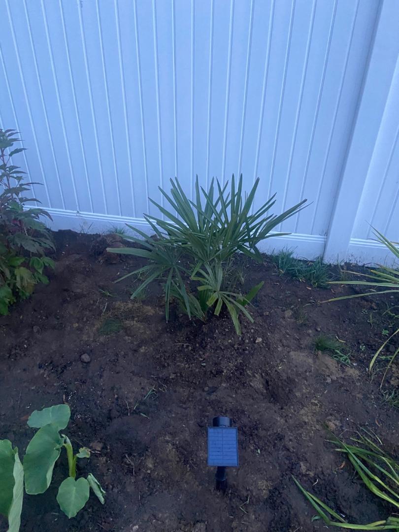 Needle Palm Zone 6b/7a Massachusetts COLD HARDY PALMS PalmTalk