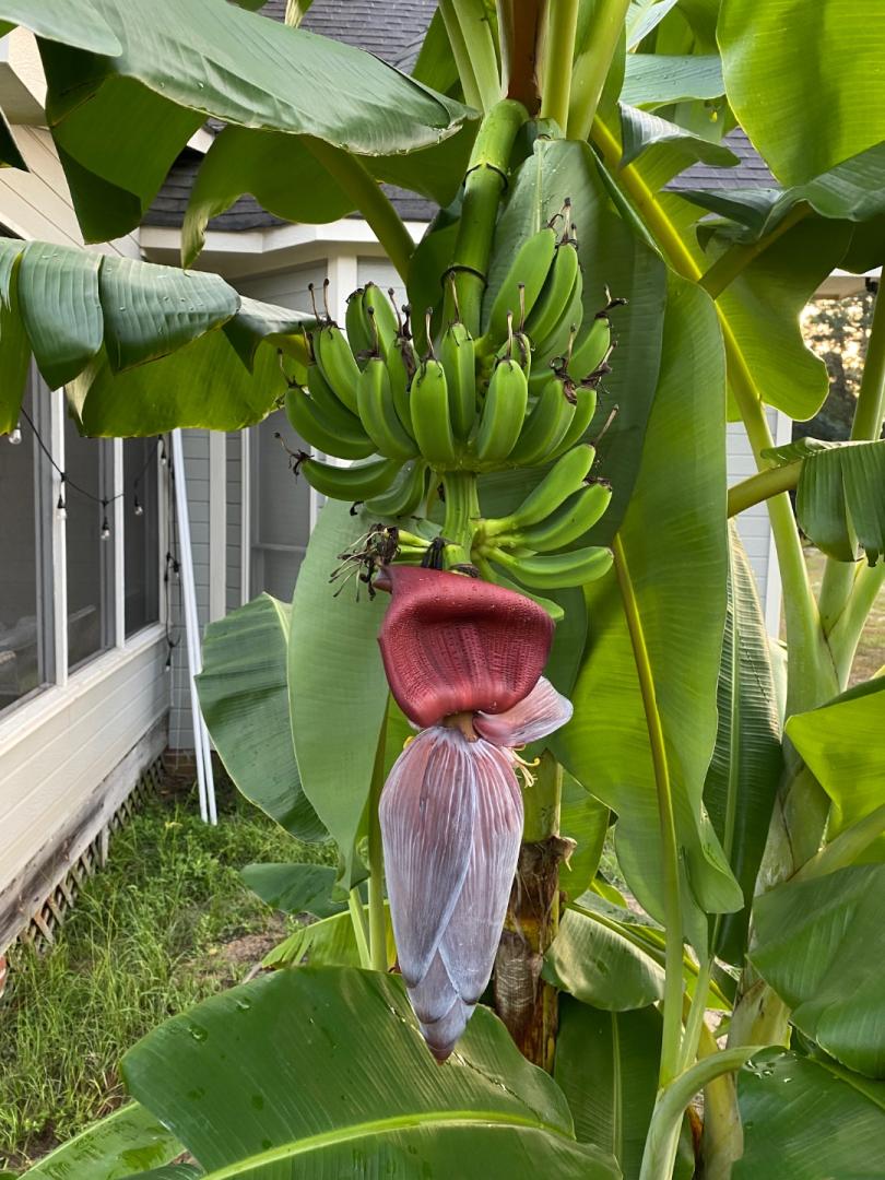 Banana and Ants! TROPICAL LOOKING PLANTS Other Than Palms PalmTalk