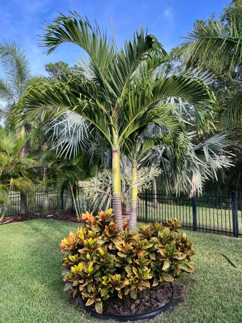 Christmas Palm New Fronds Shearing Off at Trunk DISCUSSING PALM