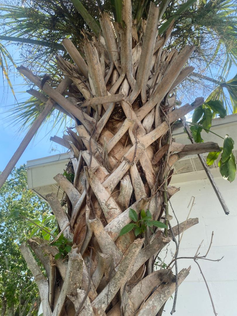 What is wrong with my palm? Should I be pruning? DISCUSSING PALM