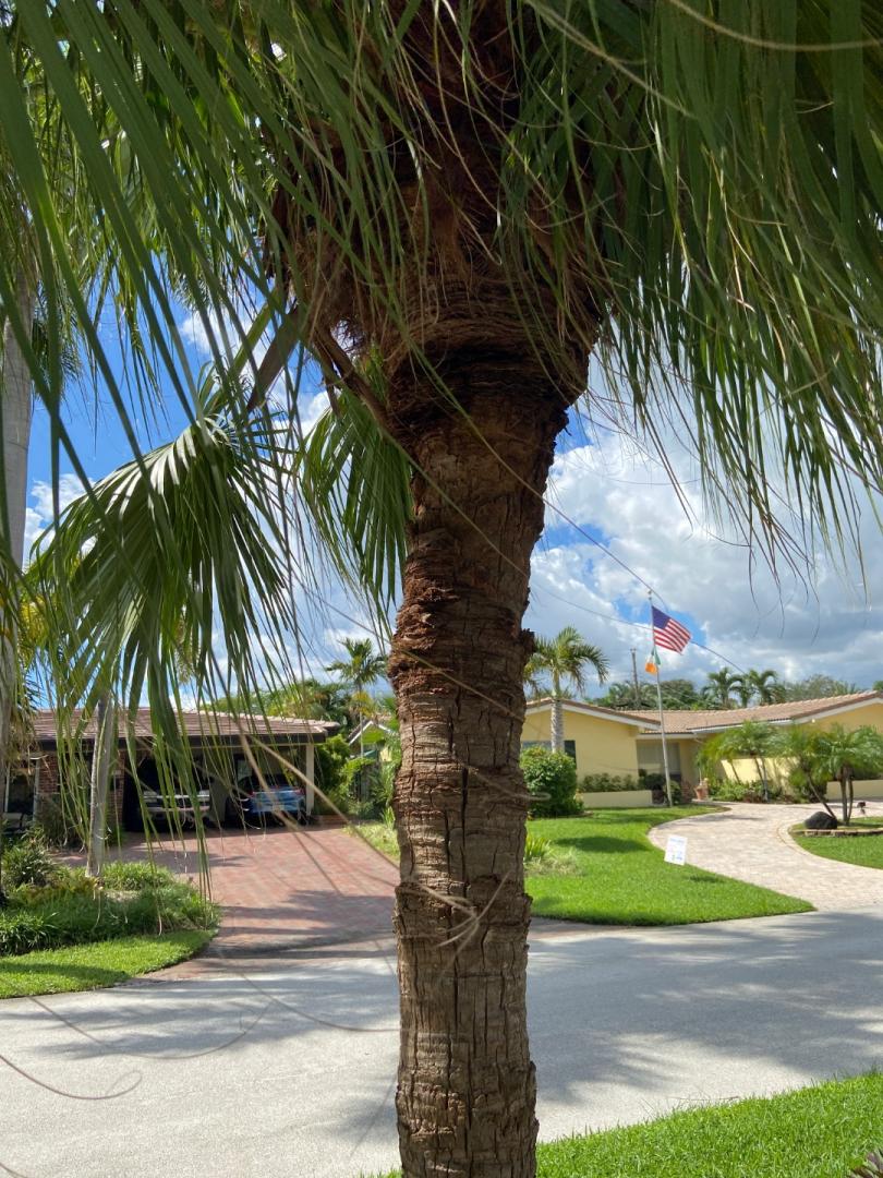 Termites vs Palm? DISCUSSING PALM TREES WORLDWIDE PalmTalk