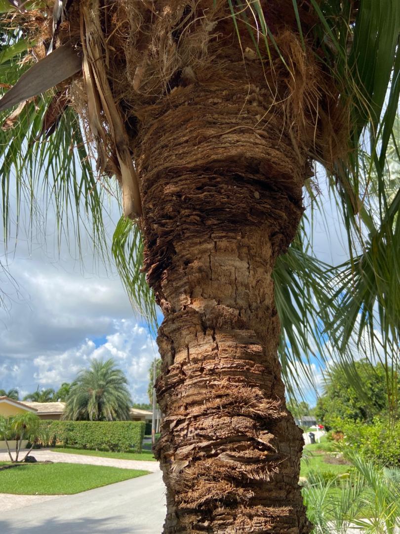 Termites vs Palm? DISCUSSING PALM TREES WORLDWIDE PalmTalk