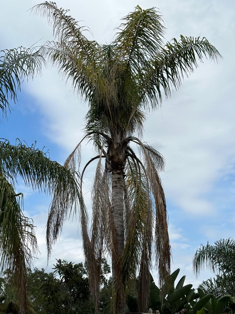 Is Fusarium Wilt killing my Queen palm? DISCUSSING PALM TREES