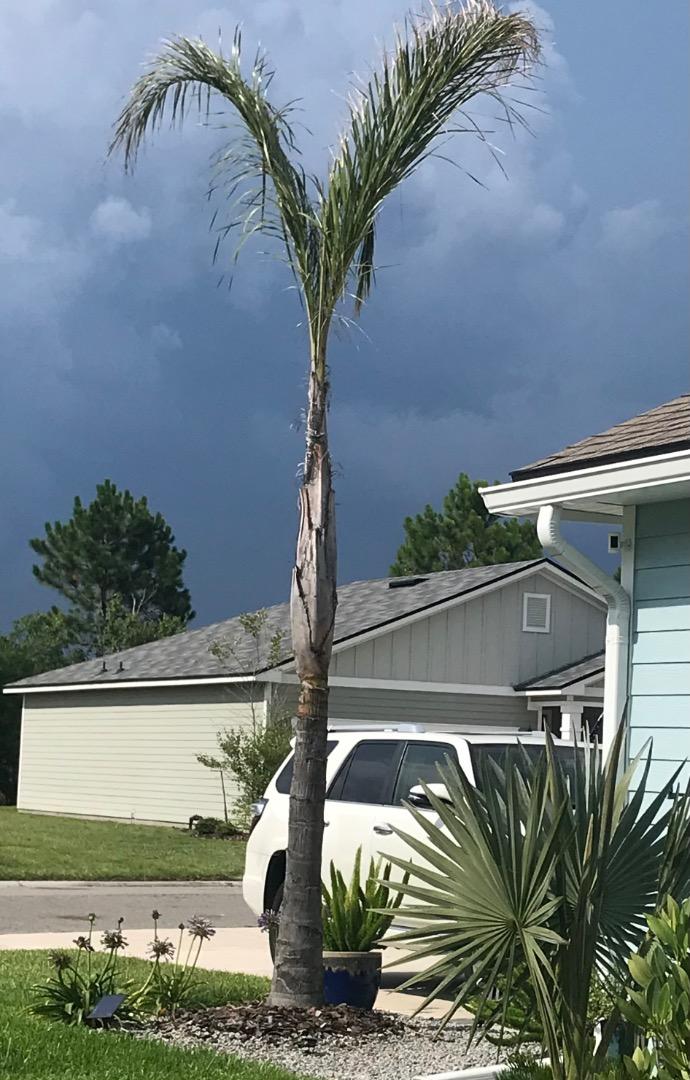 Droopy looking queen palm. DISCUSSING PALM TREES WORLDWIDE PalmTalk