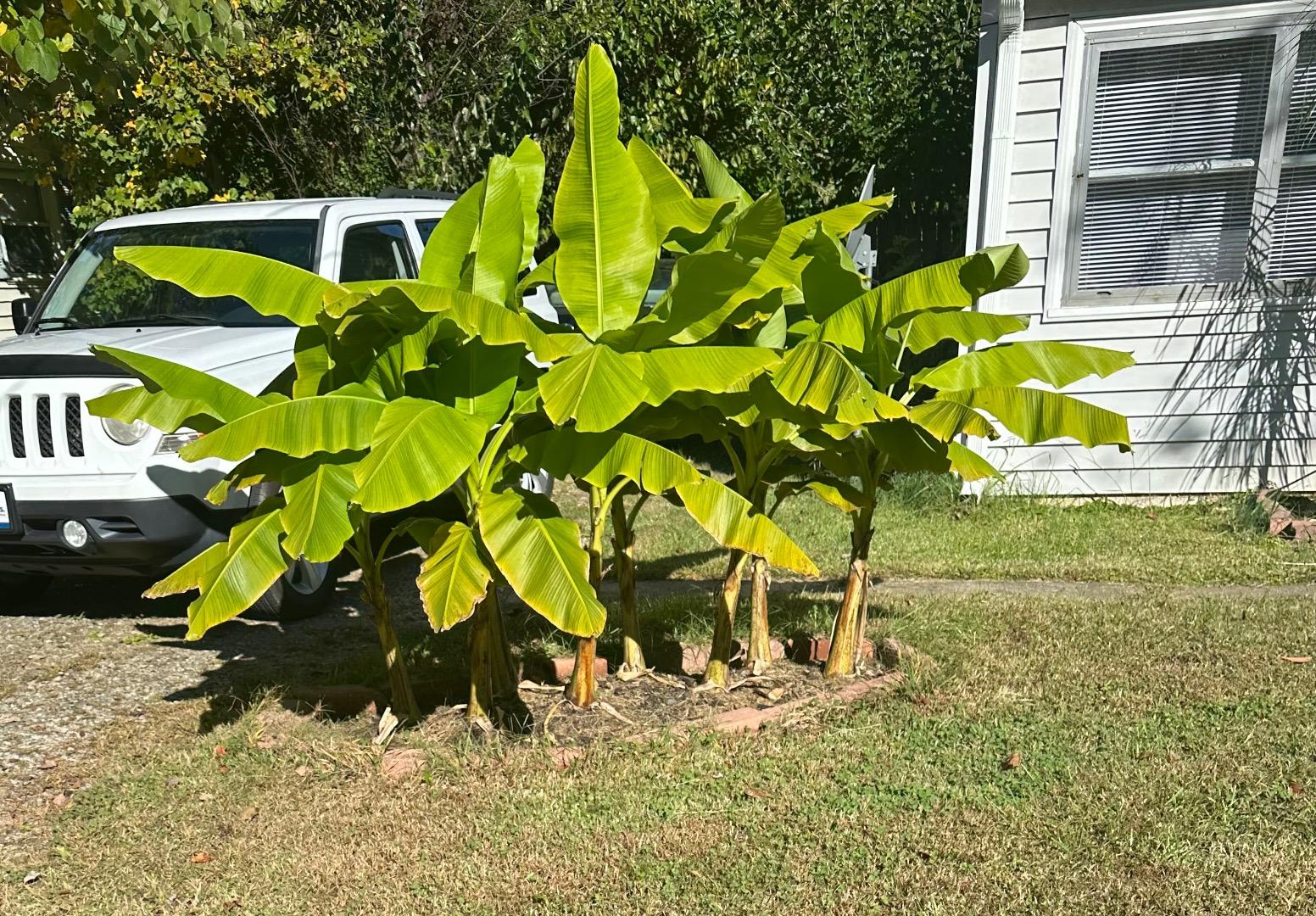 Queen Palms in Central NC COLD HARDY PALMS PalmTalk