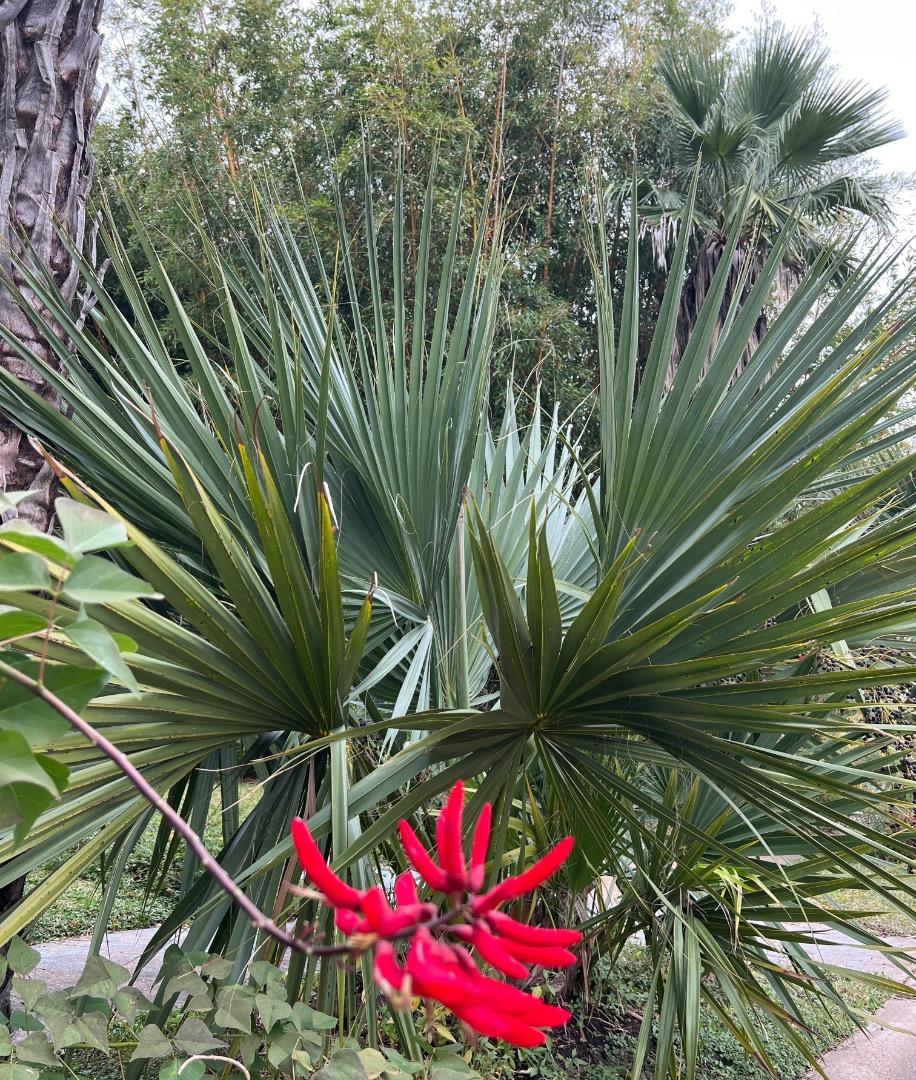 Cold hardy palms during Autumn in Dallas zone 8a DISCUSSING PALM TREES WORLDWIDE PalmTalk
