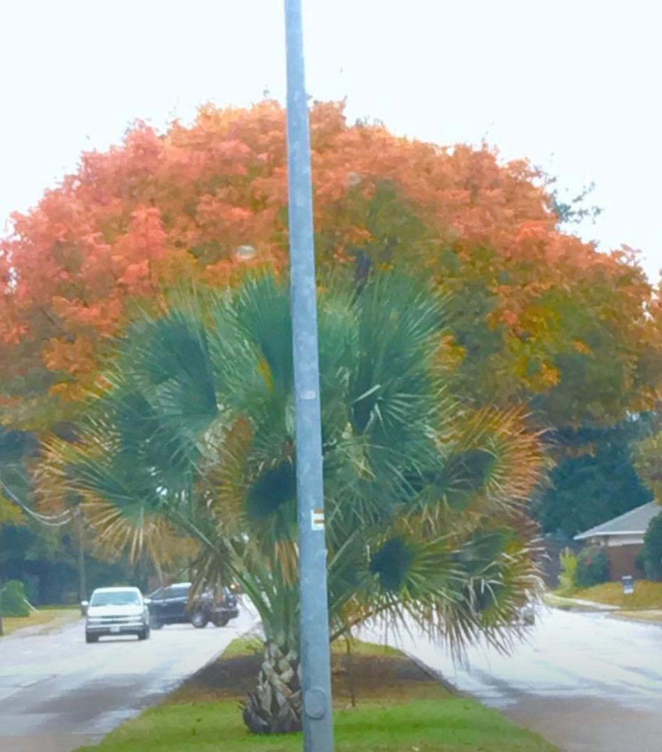 Cold hardy palms during Autumn in Dallas zone 8a DISCUSSING PALM TREES WORLDWIDE PalmTalk