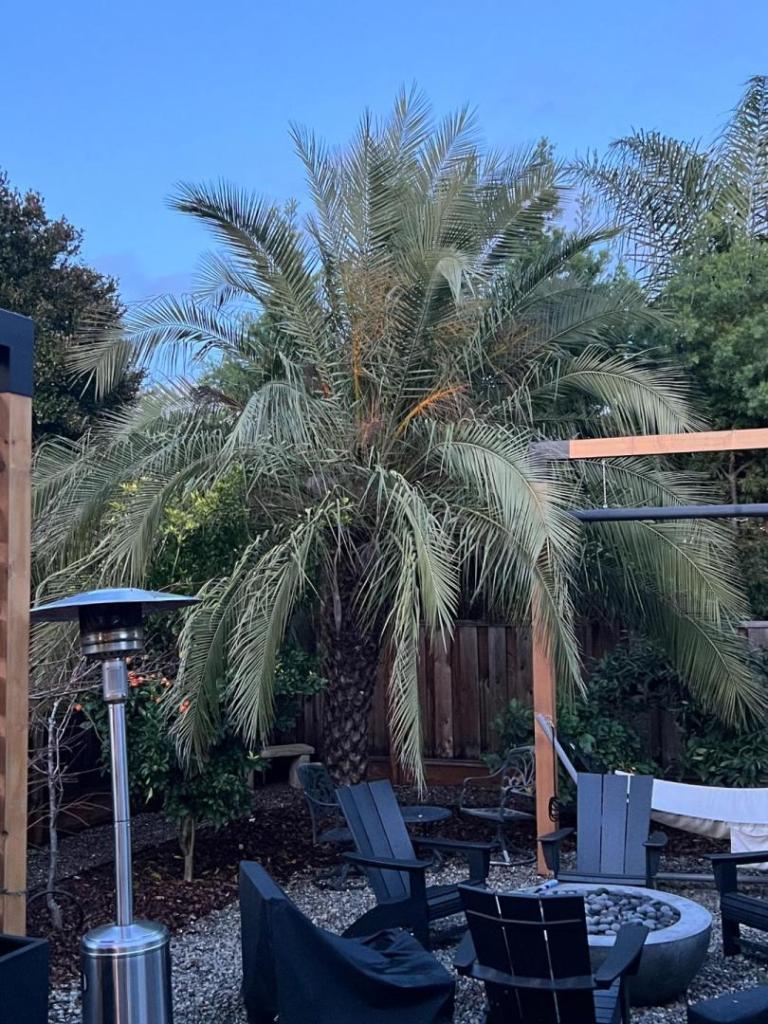 Droopy Palm Tree DISCUSSING PALM TREES WORLDWIDE PalmTalk