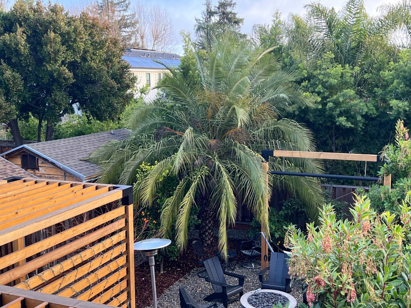 Droopy Palm Tree DISCUSSING PALM TREES WORLDWIDE PalmTalk