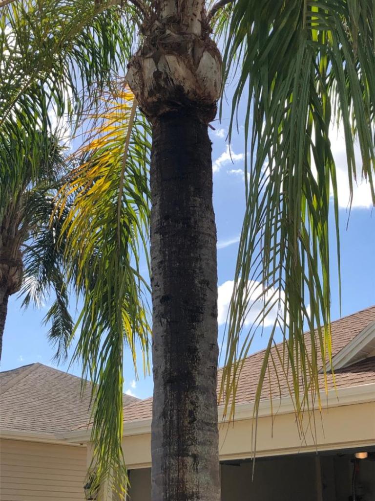 Is my queen palm dying DISCUSSING PALM TREES WORLDWIDE PalmTalk