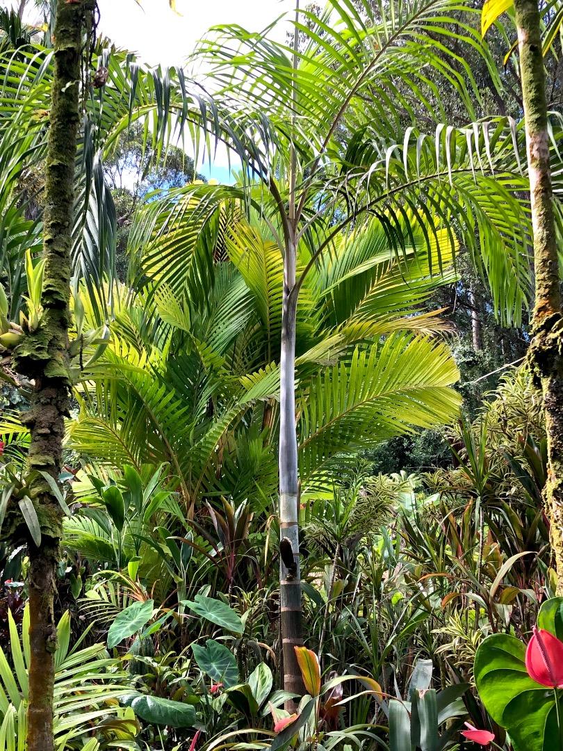 Hydriastele ledermanniana DISCUSSING PALM TREES WORLDWIDE PalmTalk