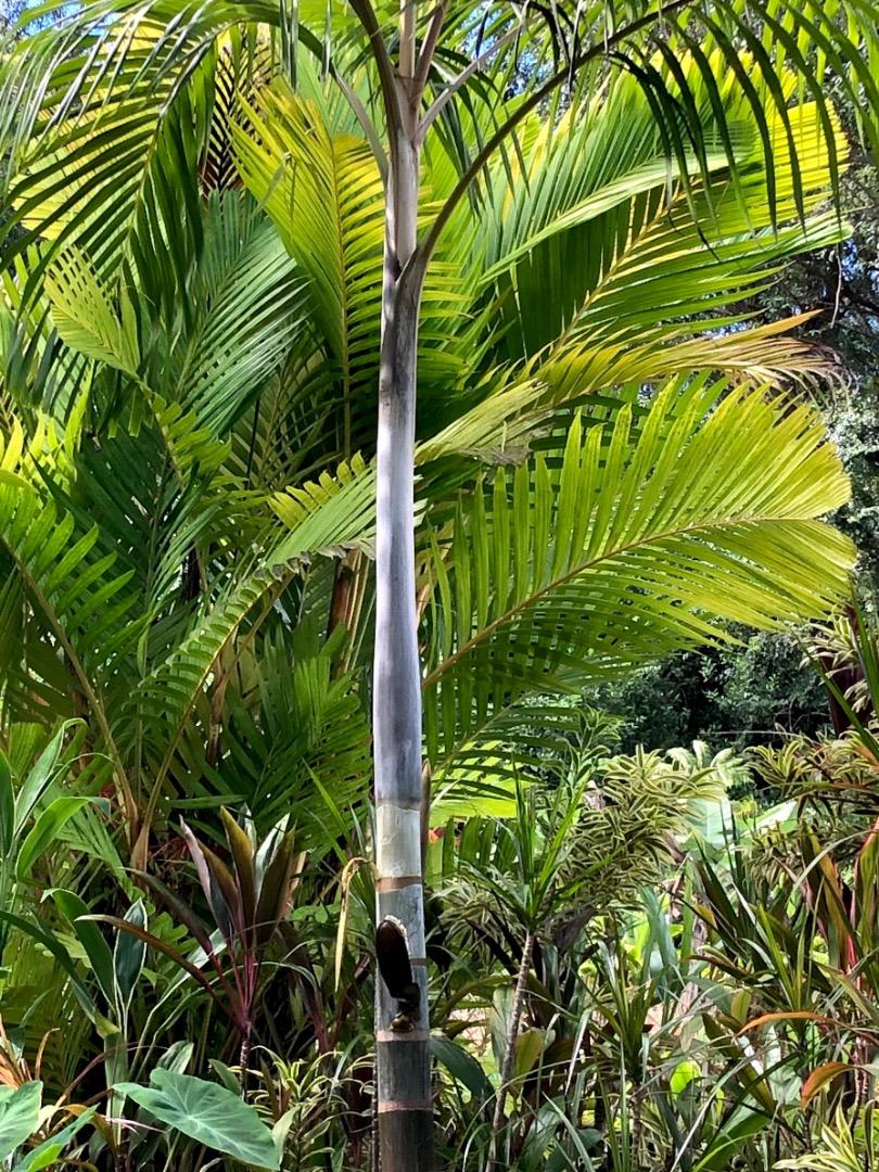 Hydriastele ledermanniana DISCUSSING PALM TREES WORLDWIDE PalmTalk