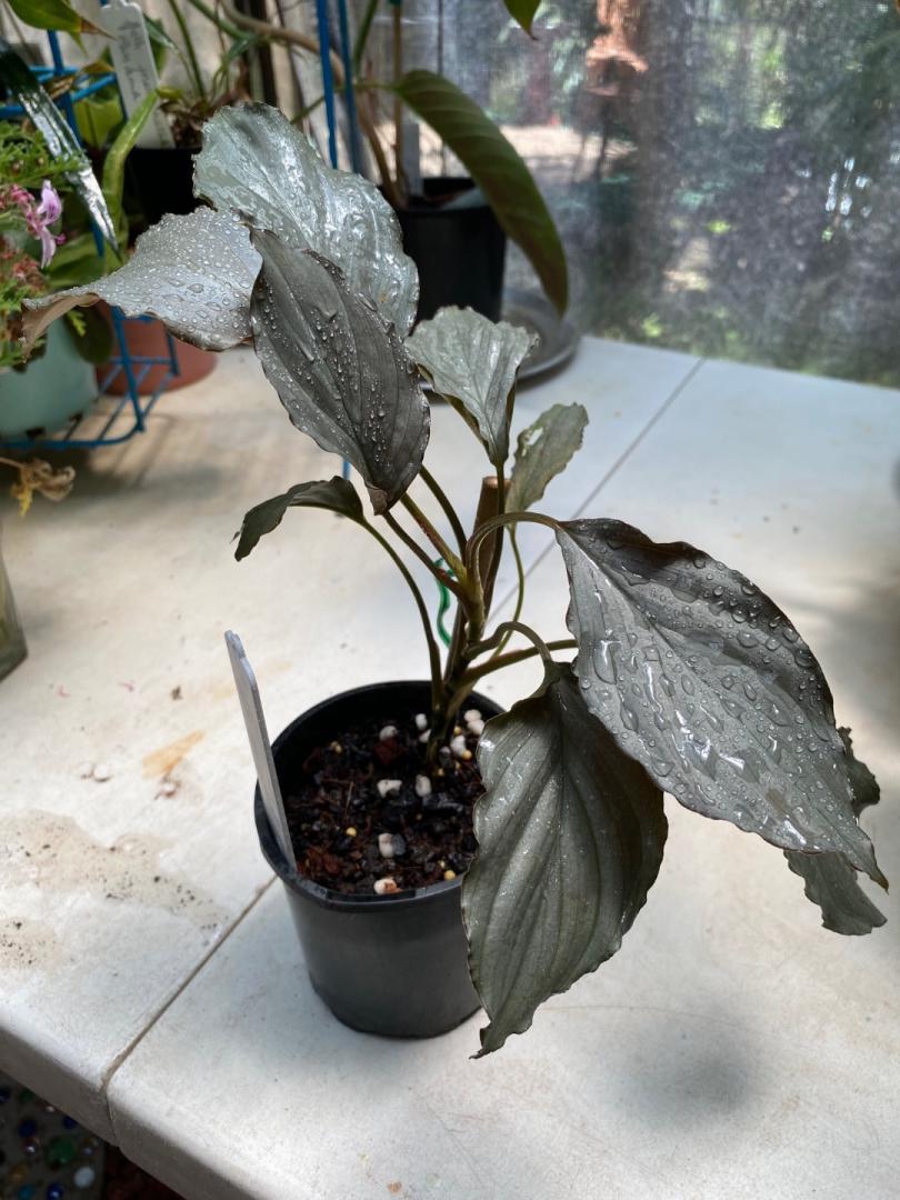 Buying more plants again for a winter zone push to come DISCUSSING