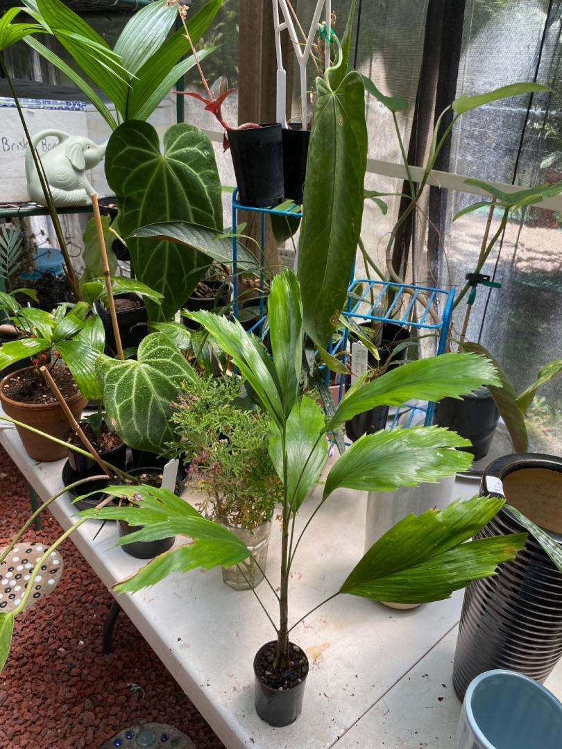 Buying more plants again for a winter zone push to come DISCUSSING