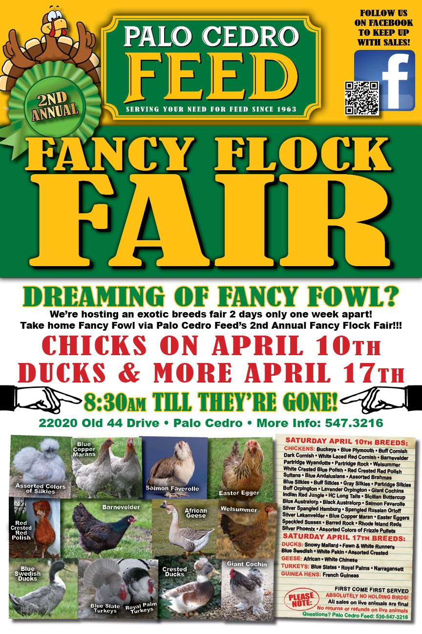 2021 Fancy Flock Fair Palo Cedro Feed