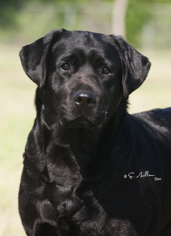 Black Lab Breeders Black Ametuer Sex