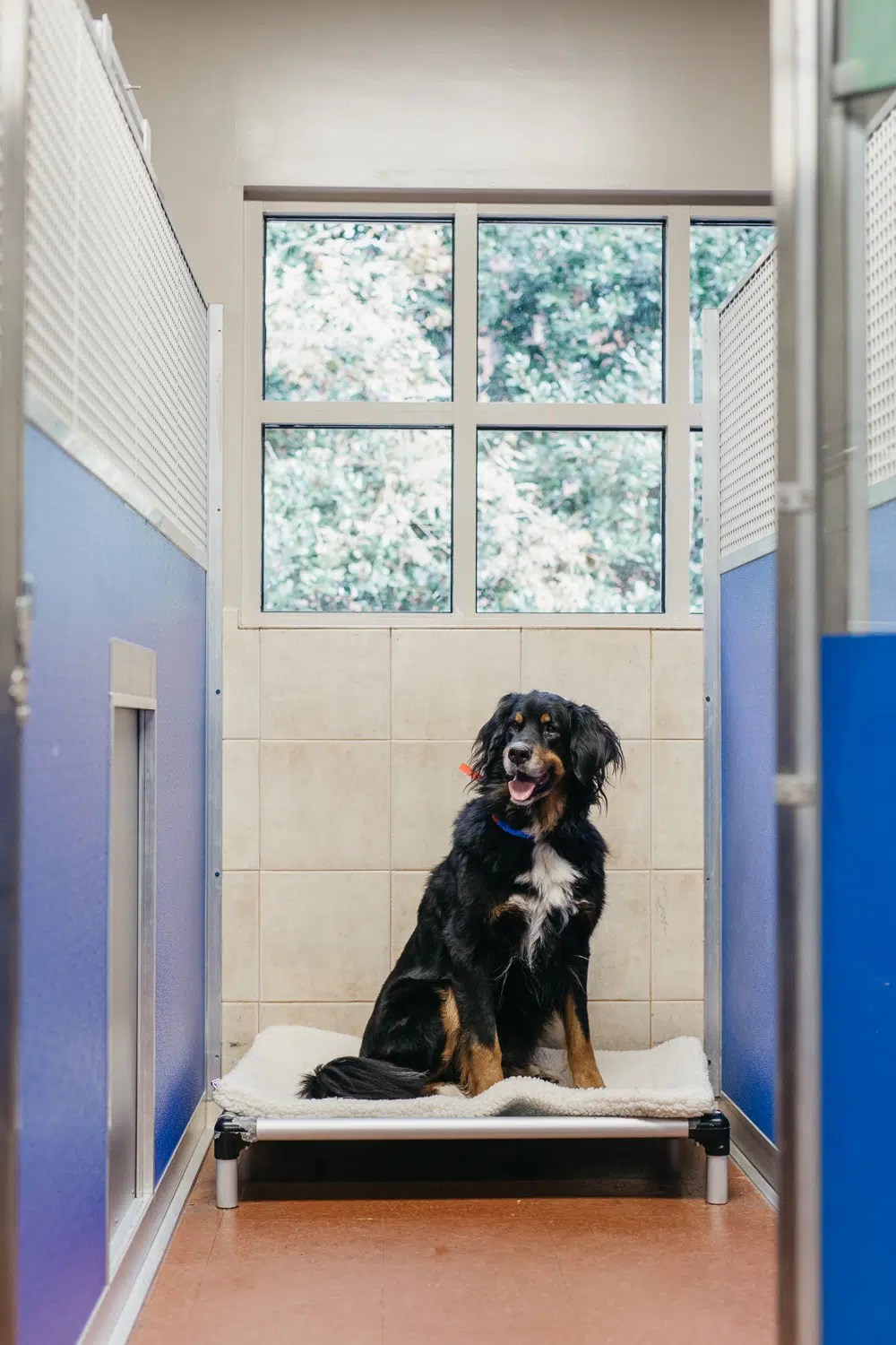 Luxury Dog Boarding in Mooresville NC Pampered Pets Inn