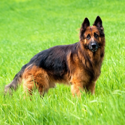 European German Shepherd Show Lines FAQ