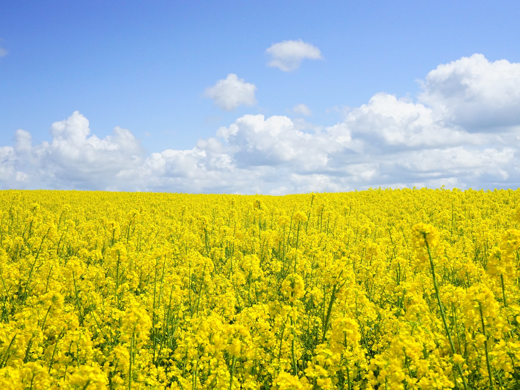 Limited progress in reducing pesticide risks in the EU a little(016)