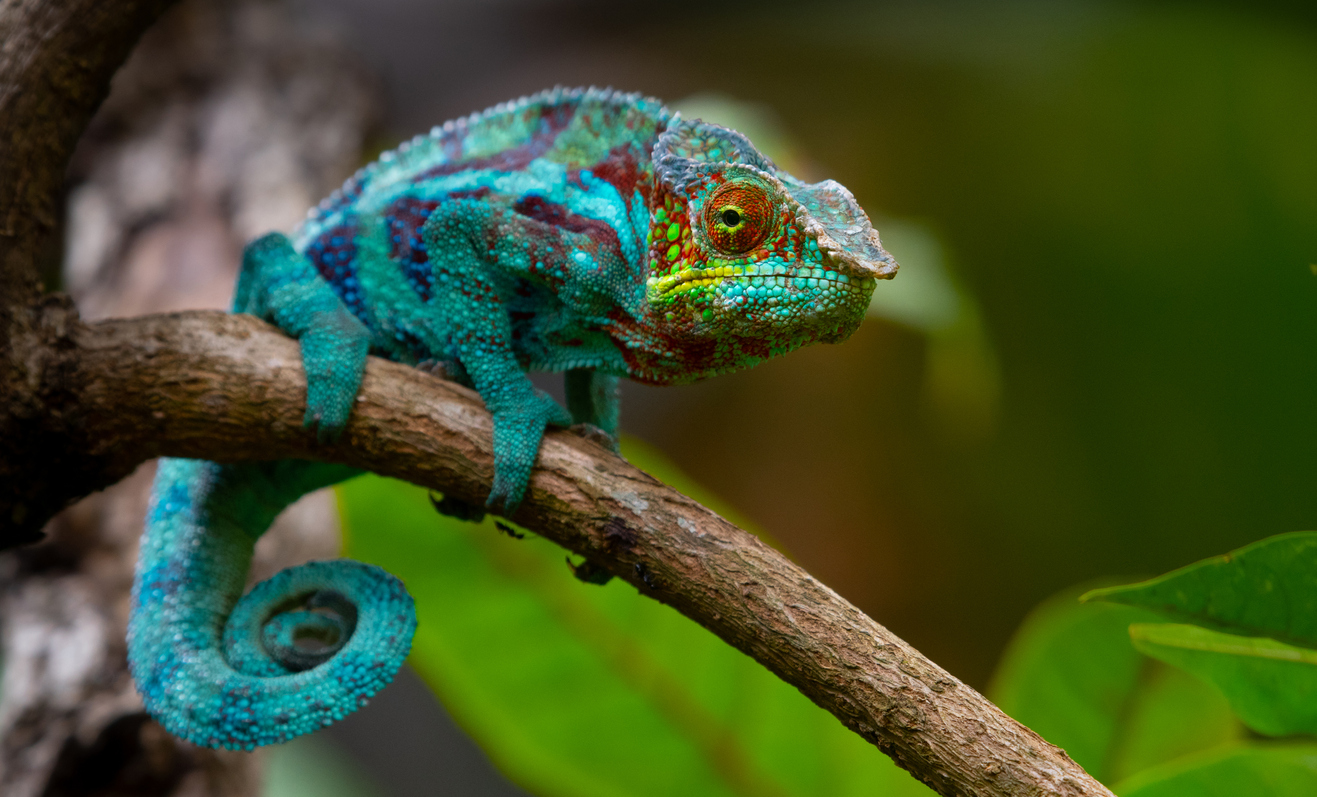 Panache Desai National Reptile Awareness Day