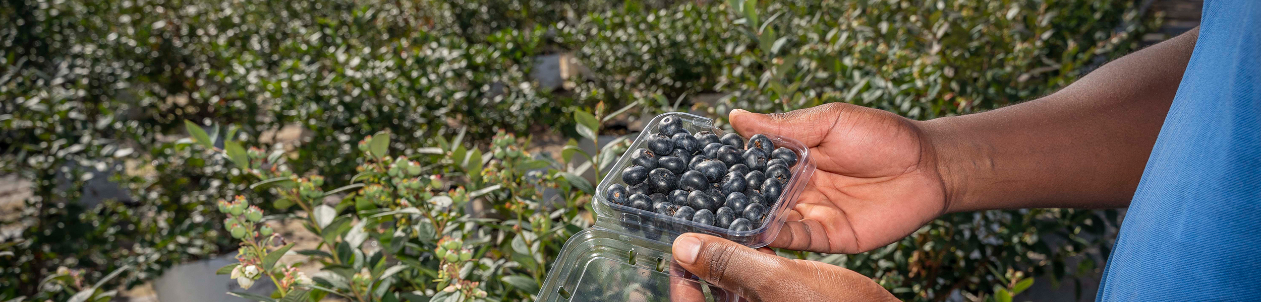 Barberton Blueberries scores big on its first harvest Pan African