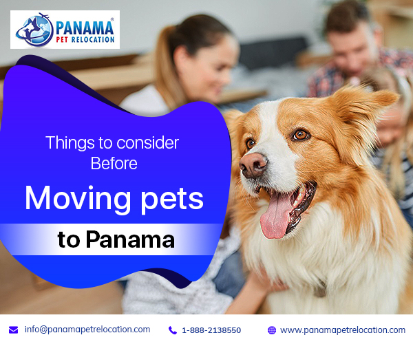 Checklist for Bringing Pets to Panama Dog Shipping