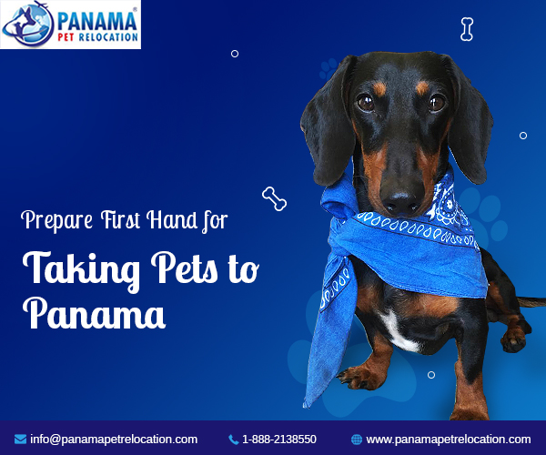 Checklist for Bringing Pets to Panama Dog Shipping